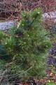 Pinus nigra Hornibrookiana IMG_8408 Sosna czarna
